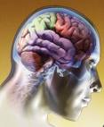 20080816062054-cerebro.jpg